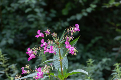 近距离观察喜马拉雅凤仙花，也叫凤仙花或春白菜