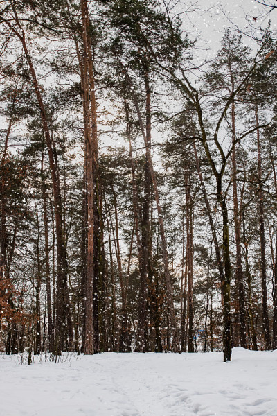 阳光下白雪覆盖的森林湖。风景优美的风景