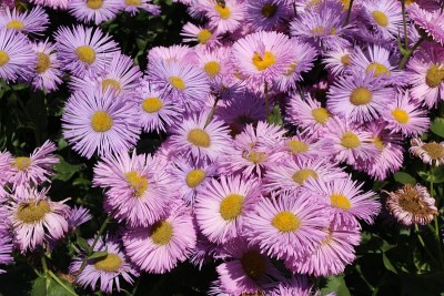杂交种“Fleabane”花-蔷薇-桔梗