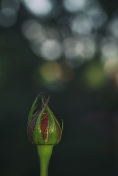 玫瑰花蕾