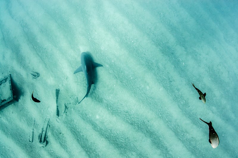 牛鲨(Carcharhinus leucas)科尔特斯海的珊瑚礁