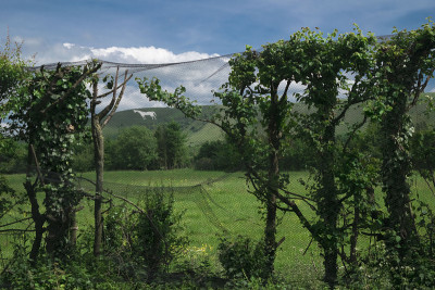 White Hill Horse景色。
