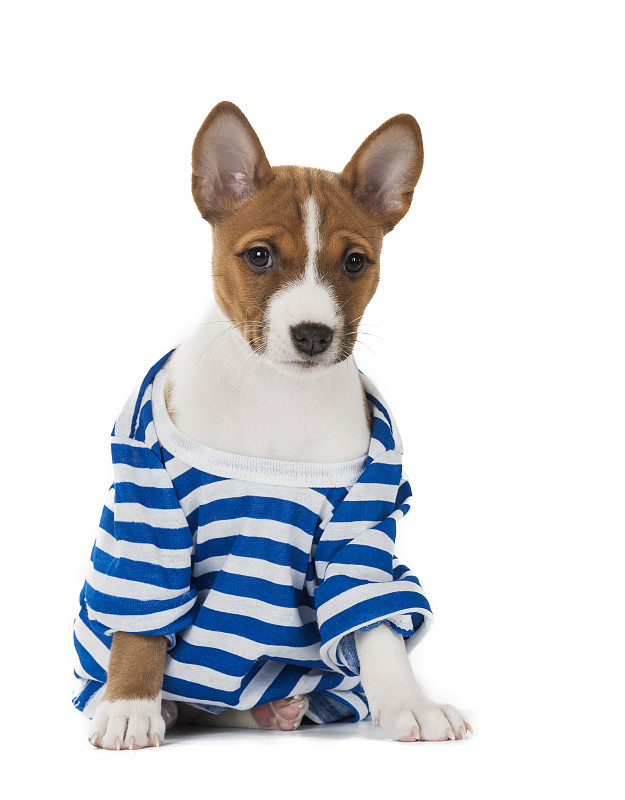 小狗犬品种巴辛吉