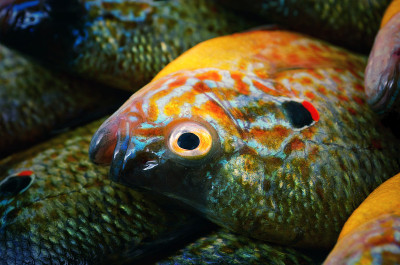 大翼鱼(Centrarchus macropterus)是一种太阳鱼(Centrarchus科)