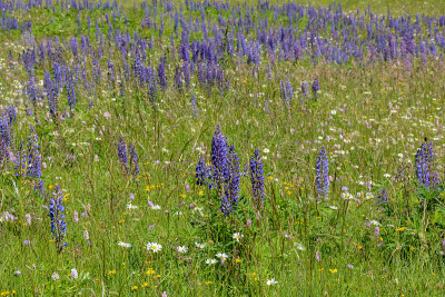 绿油油的草地上长着Lupins