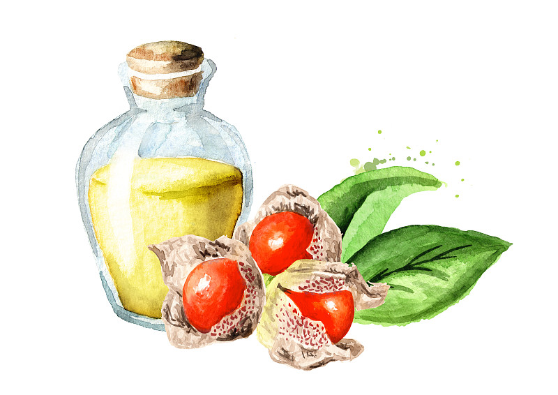 Ashwagandha或印度人参草药油。手绘水彩插图，孤立的白色背景