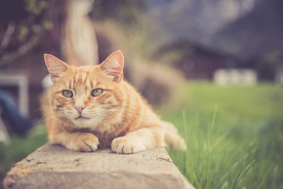 近距离拍摄的红虎斑猫在花园里休息