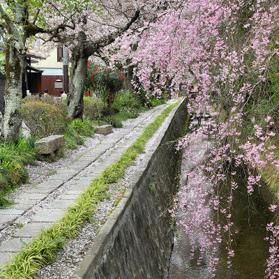 哲学家的道路,《京都议定书》