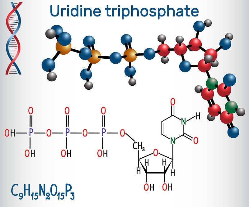 尿苷三磷酸(UTP)核苷酸分子，用于合成RNA。结构化学式和分子模型