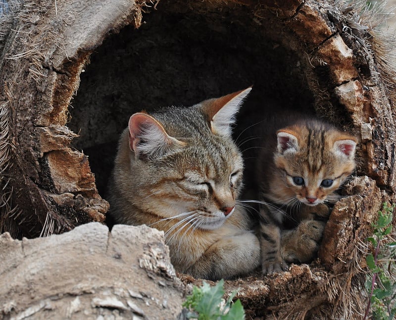 非洲野猫科