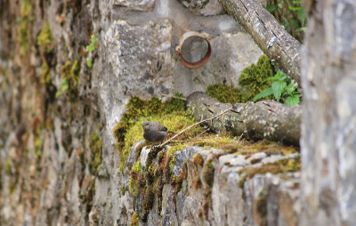 Black Redstart Bird - (Phoenicurus ochruros)