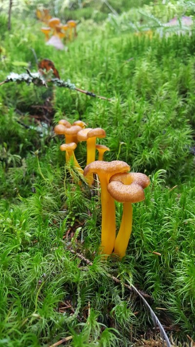 漏斗鸡油菌

生长在新鲜的绿色苔藓上