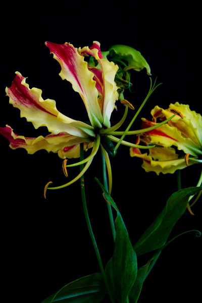 黑色背景的Gloriosa