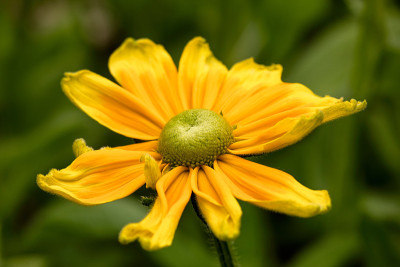 单瓣黄花-特写