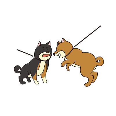 两只柴犬在打架