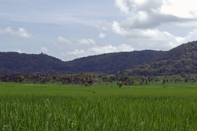 Ricefield