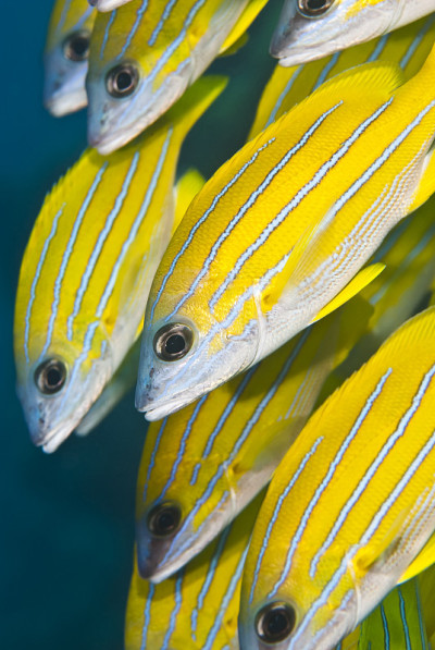 蓝色条纹鲷鱼(Lutjanus kasmira)的特写。
