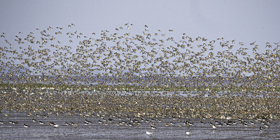 Dunlin (Calidris alpina)和Knot (Calidris canutus) m