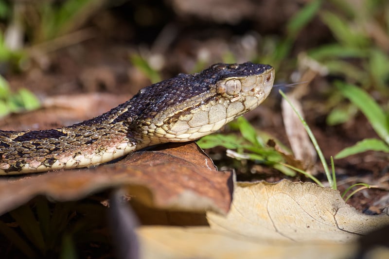 Fer-de-lance