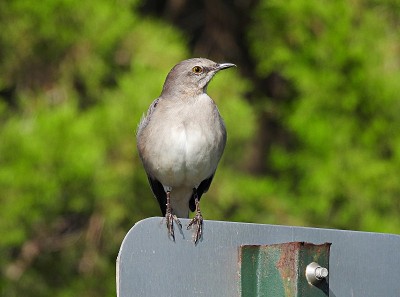 北方嘲鸟(Mimus polyglottos)栖息在一个标志上