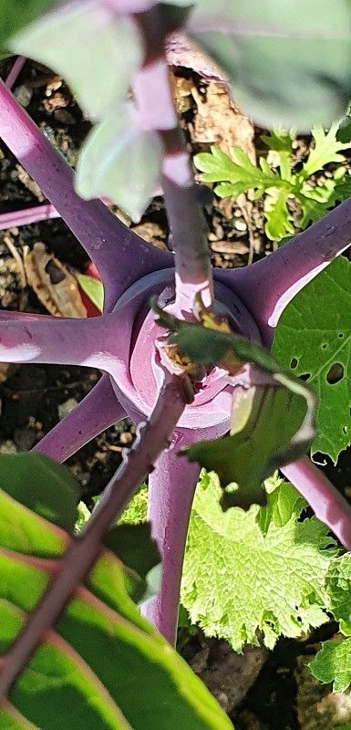 甜菜沙拉