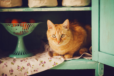 一只有趣的猫坐在乡村的壁橱里
