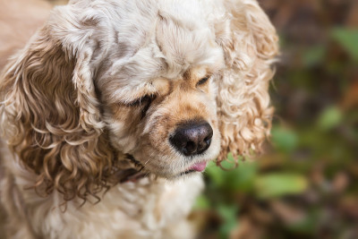 美国可卡犬
