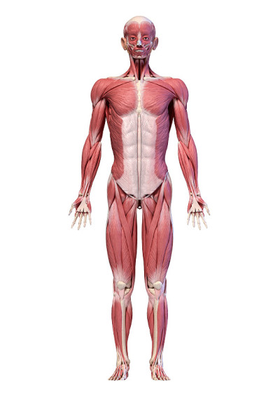 人体，全身男性肌肉系统，正面视图。
