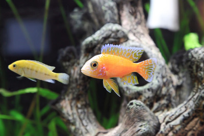 水族鱼使紫鱼矮。