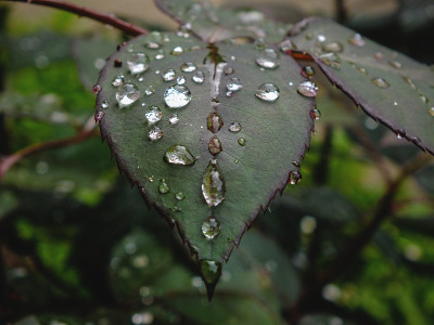 小雨打在树叶