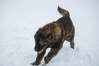 一只高加索牧羊犬在冬天的雪地里玩耍