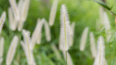 五彩缤纷的草花和光，美丽的夏日风景。