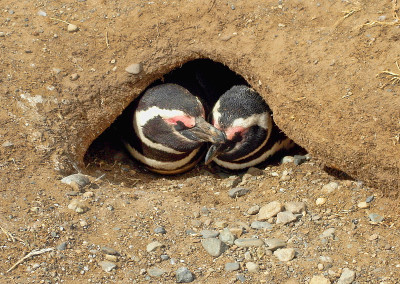 magelhaenpingin magellanic penguin chicks, Los pen