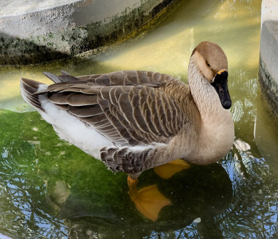 鸭子在水里