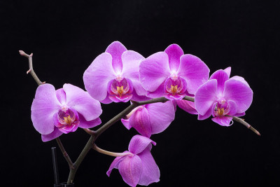 粉红色条纹兰花