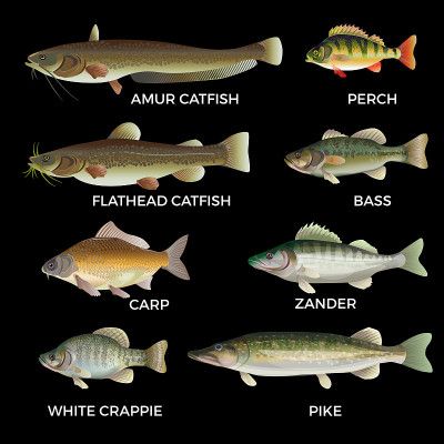 Freshwater fish species.