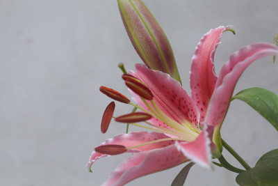 一种粉红色的东方百合，在白色的背景上开有叶子和花蕾