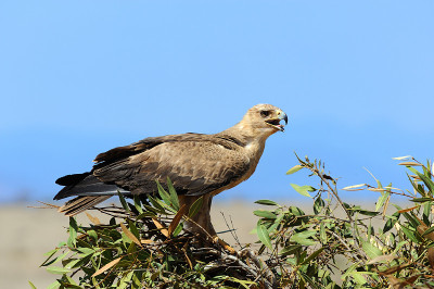 黄褐色的鹰(Aquila rapax)