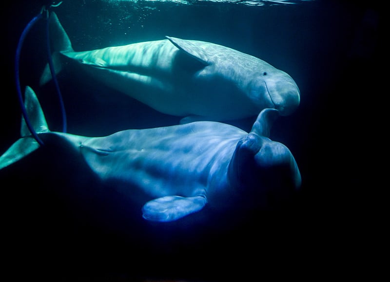 Beluga