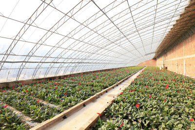 温室非洲菊室内景观