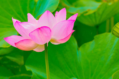 莲花