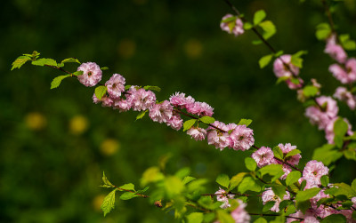春天的花朵