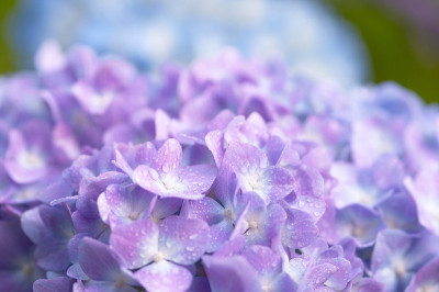绣球花