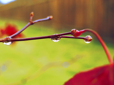 雨点挂在日本枫树的树枝上
