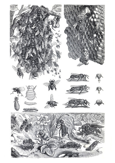 蜜蜂和养蜂蜂箱的复古插图。为养蜂人收集蜂箱