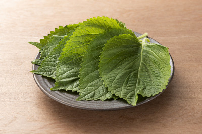 紫苏，可食用的叶在日本和亚洲食用
