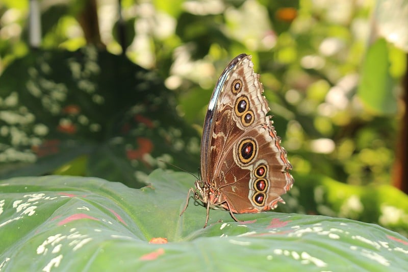 森林巨猫头鹰蝴蝶- Caligo Eurilochus