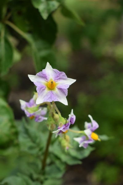 花的土豆。近距离观察有机蔬菜花在花园里的生长。
