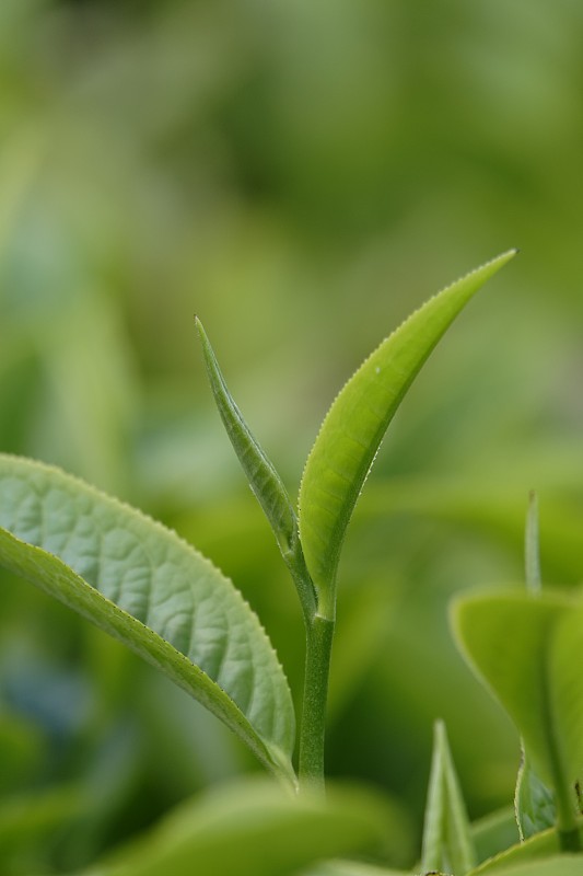 高原的绿茶嫩芽和嫩叶