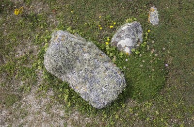 英格兰海岸植物,